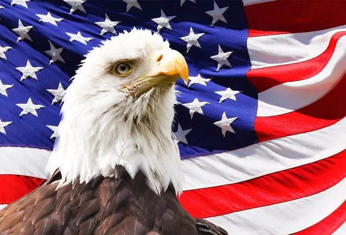 A bald eagle sitting in front of an american flag.