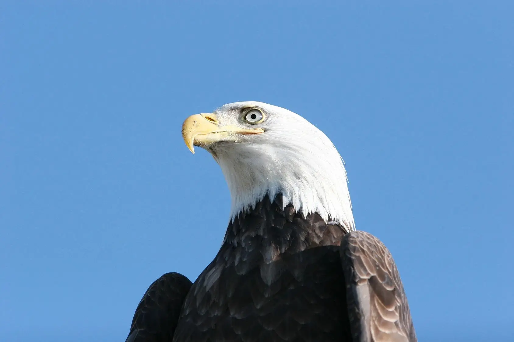 A bald eagle is looking up at the sky.